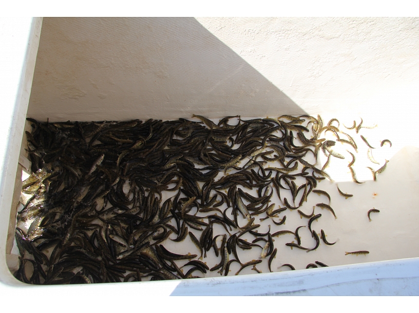 Simona Čeičiniece/ Sigulda24.lv praktikante