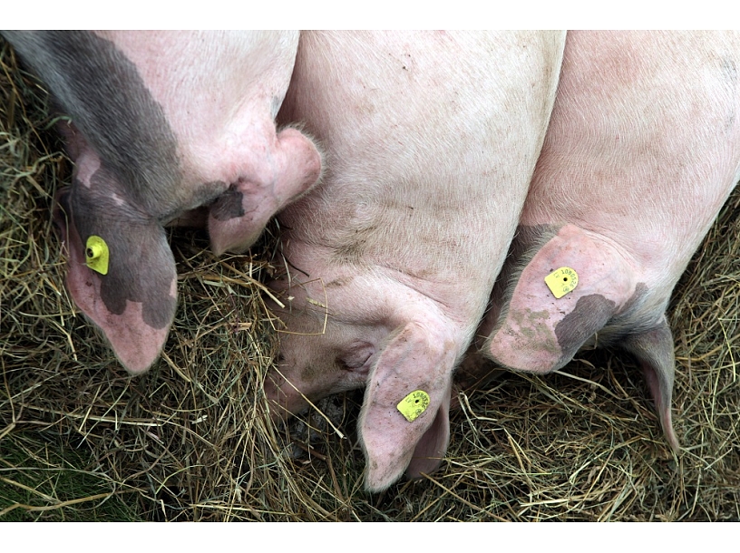 Foto: Edijs Pālens/LETA