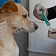 veterinārās pārbaudes
