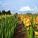 Latvijā audzētas Gladiolas