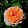 Rozes