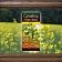 Camelina eļļa