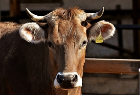 "Lāčplēša piens" slaucamo govju kūts kompleksa modernizācijā ieguldīs 1,294 miljonus eiro