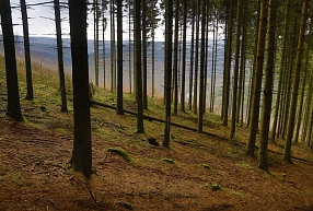 Mežizstrādātāja "Metsa Forest Latvia" apgrozījums pērn pieauga par 37,8%