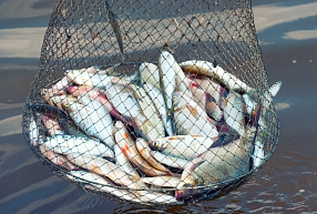 Zvejas uzņēmums "Varita" šogad paredz apgrozījuma pieaugumu