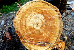 Madonas novada kokapstrādes uzņēmuma "Latvāņi" apgrozījums pērn pieauga par 10,4%