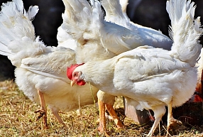 Lopkopības, putnkopības un dzīvnieku barības tirdzniecības nozares uzņēmuma līdera pozīciju pērn saglabāja "Putnu fabrika "Ķekava"