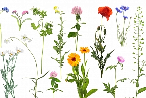 Ārstniecības augi kosmētikā, ko piedāvā Latvijas pļavas