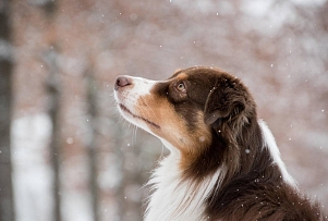 Даугавпилсская дума призывает горожан позаботиться о своих домашних животных во время праздников