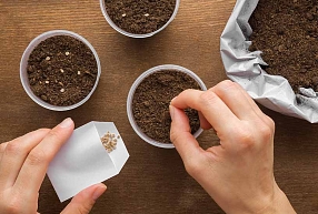 Kad labāk sēt tomātu sēklas? Labākais laiks stipru dēstu izaudzēšanai