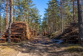 Meža apsaimniekošana ilgtermiņā: kā palielināt meža vērtību?
