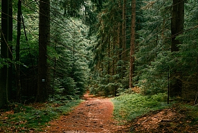 Kā nodrošināt ilgtspējīgu meža apsaimniekošanu ar profesionāliem mežizstrādes pakalpojumiem? 