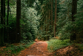 Kā nodrošināt ilgtspējīgu meža apsaimniekošanu ar profesionāliem mežizstrādes pakalpojumiem? 