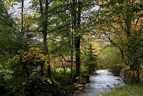 Ilgtspējīga mežizstrāde upju krastos