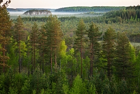 Mežu pirkšana un pārdošana bez riska – kā to izdarīt gudri? 
