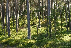 Kā sagatavot cirsmu pārdošanai? 