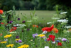 Ādas kopšana ar pļavas spēku 