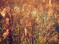 Fotogrāfs