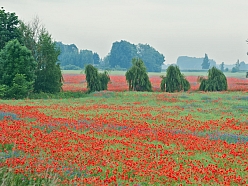 Fotogrāfs