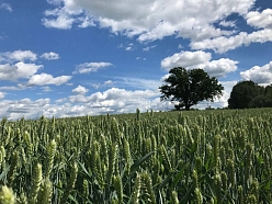 Augu aizsardzības līdzekļi