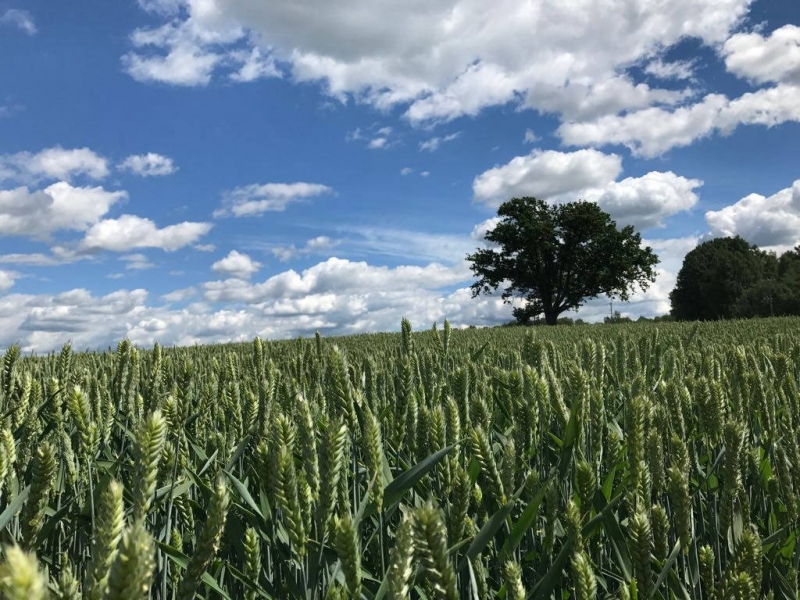 Augu aizsardzības līdzekļi