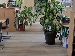 Mīksto grīdas segumu tīrīšana