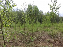 Jaunaudžu kopšana