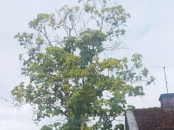 Bīstamo koku zāģēšana, koku kopšana, arborists