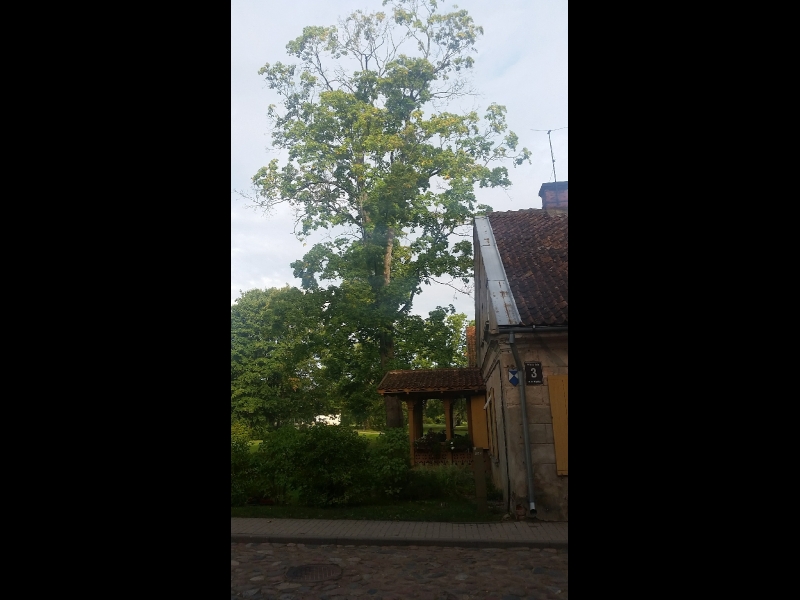 Bīstamo koku zāģēšana, koku kopšana, arborists