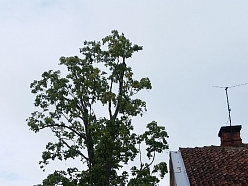 Bīstamo koku zāģēšana, koku kopšana, arborists