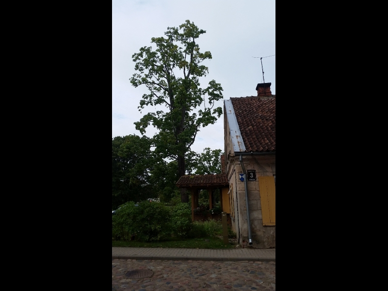 Bīstamo koku zāģēšana, koku kopšana, arborists