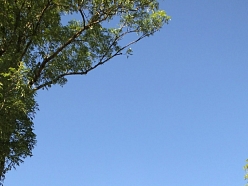 Bīstamo koku zāģēšana, koku kopšana, arborists