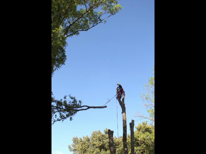 Bīstamo koku zāģēšana, koku kopšana, arborists