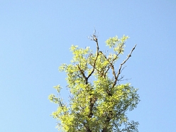Bīstamo koku zāģēšana, koku kopšana, arborists