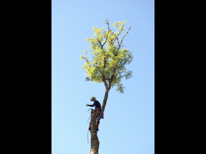 Bīstamo koku zāģēšana, koku kopšana, arborists