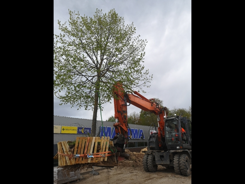 Bīstamo koku zāģēšana, koku kopšana, arborists