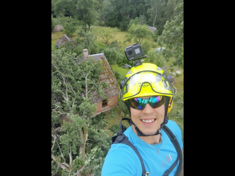 Bīstamo koku zāģēšana, koku kopšana, arborists