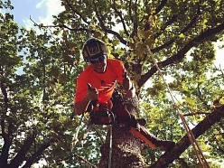 Bīstamo koku zāģēšana, koku kopšana, arborists