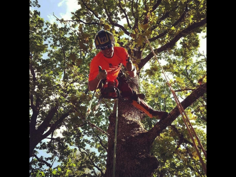 Bīstamo koku zāģēšana, koku kopšana, arborists