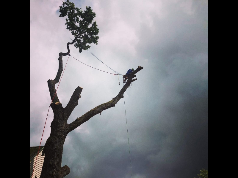 Bīstamo koku zāģēšana, koku kopšana, arborists