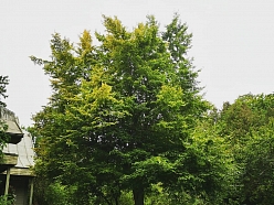 Bīstamo koku zāģēšana, koku kopšana, arborists