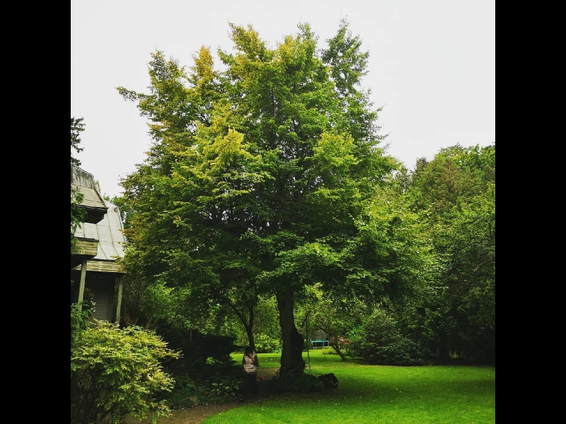 Bīstamo koku zāģēšana, koku kopšana, arborists