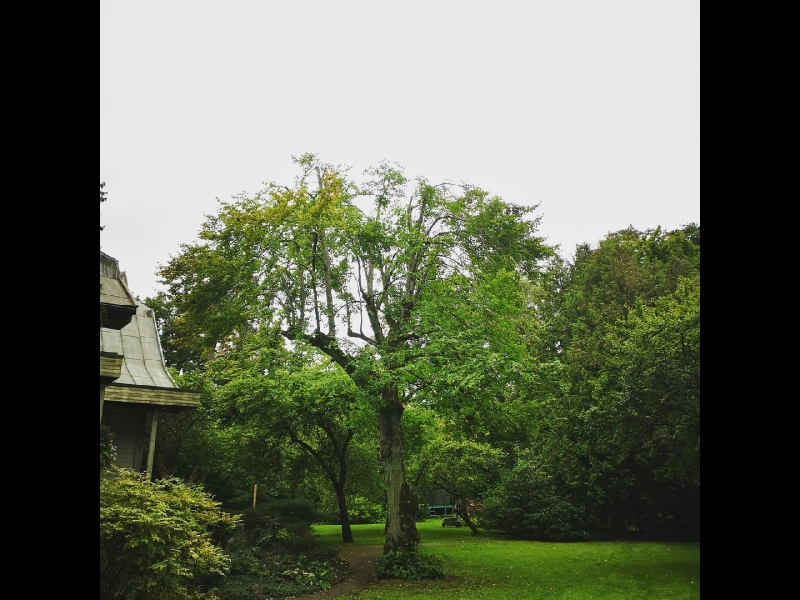 Bīstamo koku zāģēšana, koku kopšana, arborists