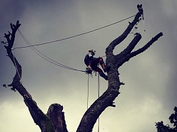 Bīstamo koku zāģēšana, koku kopšana, arborists