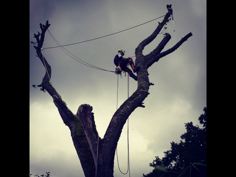 Bīstamo koku zāģēšana, koku kopšana, arborists