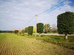 Bīstamo koku zāģēšana, koku kopšana, arborists