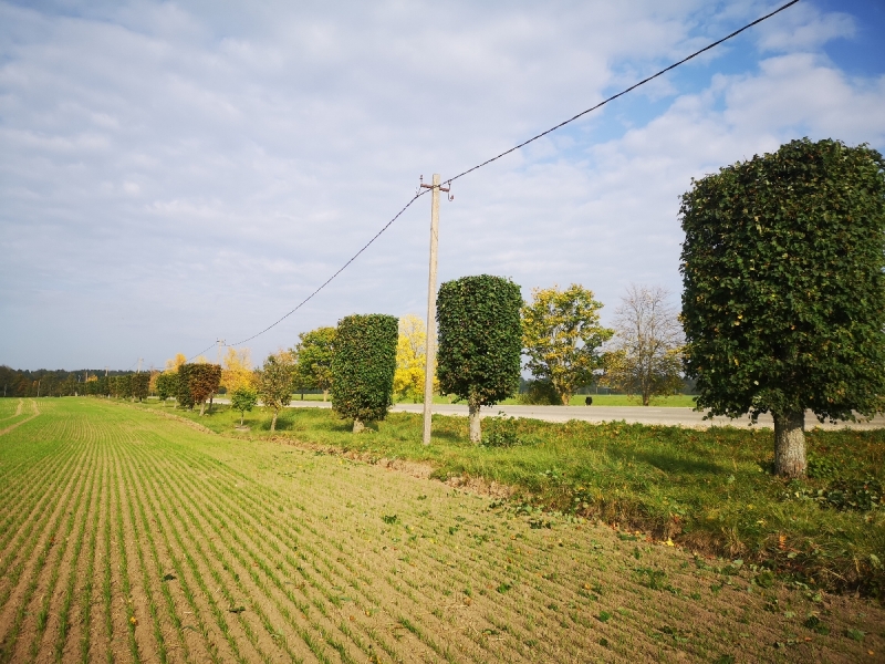 Bīstamo koku zāģēšana, koku kopšana, arborists