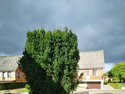 Bīstamo koku zāģēšana, koku kopšana, arborists