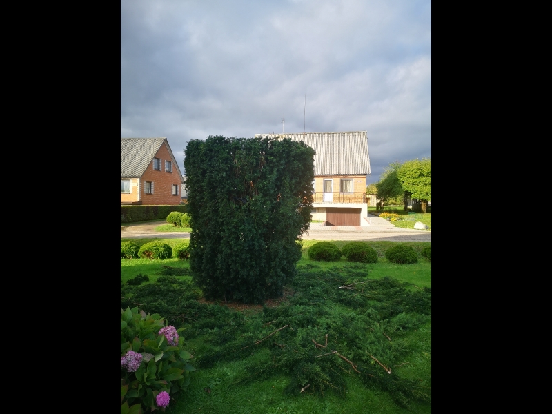 Bīstamo koku zāģēšana, koku kopšana, arborists