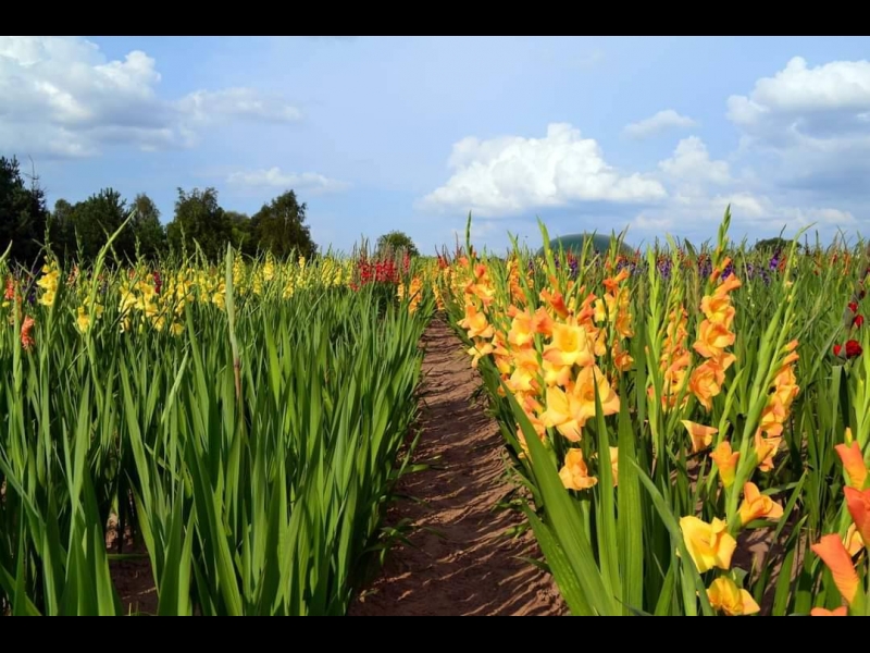 Latvijā audzētas Gladiolas